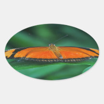 Bright Orange and Black Butterfly on Leaf