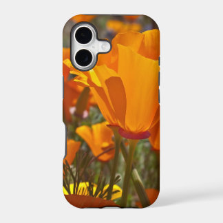 Bright orange california poppies