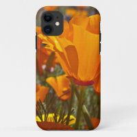 Bright orange california poppies