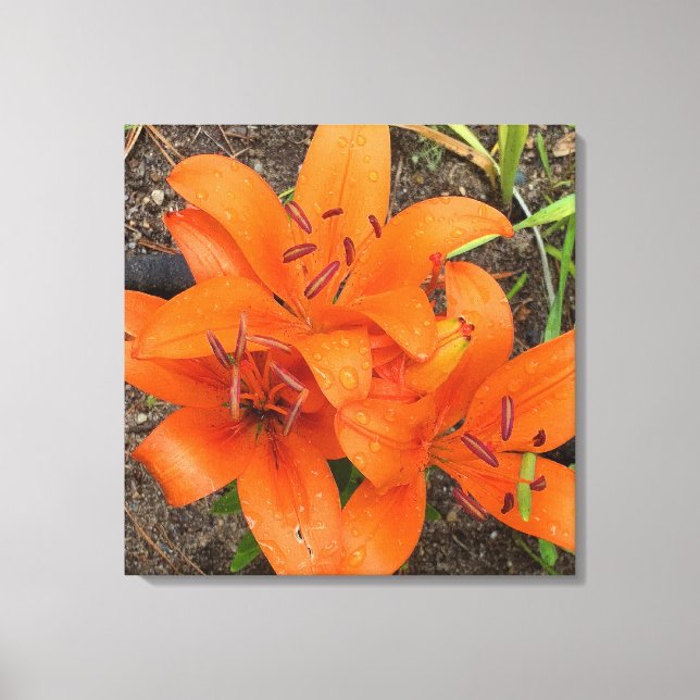 Bright Orange Daylily Photo Canvas Art (Front)