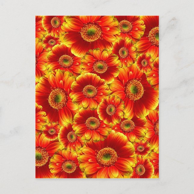 Bright Orange Flowers Postcard (Front)