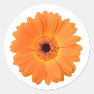 Bright Orange Gerbera Daisy Flower Classic Round Sticker