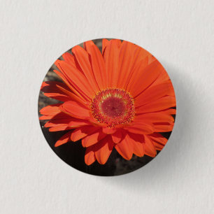 Bright Orange Gerbera Daisy Photo  3 Cm Round Badge