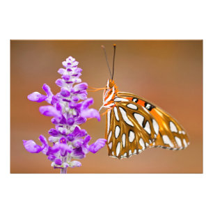 Bright Orange Gulf Fritillary Butterfly Photo Print