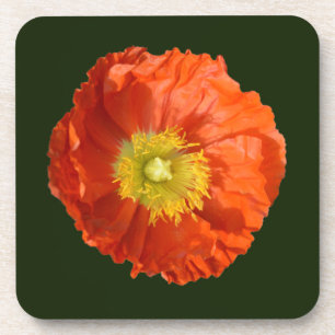 Bright Orange Poppy Flower Coaster
