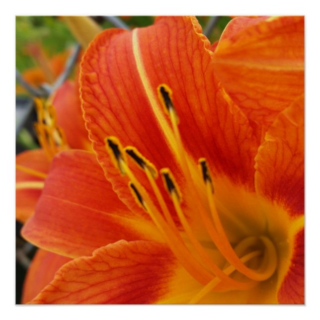 bright orange poster (Front)