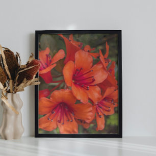 Bright Orange Rhododendron Blooms Floral Photo Print