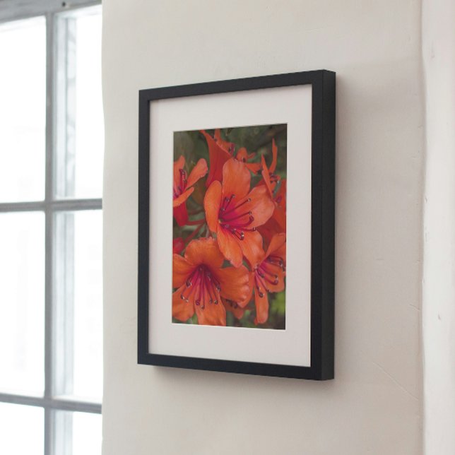 Bright Orange Rhododendron Blooms Floral Poster (In Situ (Framed))