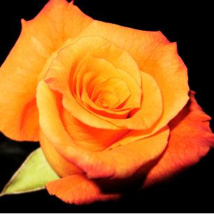 Bright Orange Rose Mouse Pad