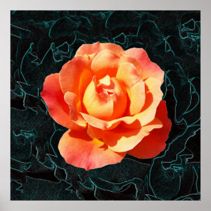 Bright orange rose poster