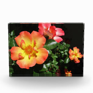 Bright Orange Roses - Dark Aspect Photo Block