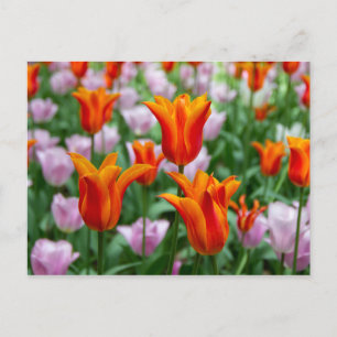 Bright orange tulips in the park postcard