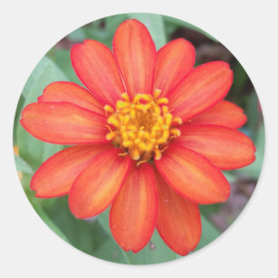 Bright Orange Zinnia round sticker,envelope sealer Classic Round Sticker