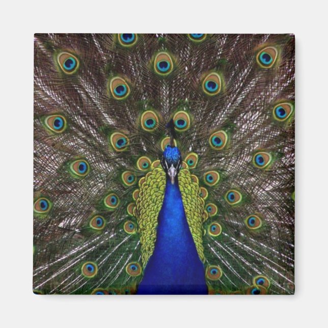 Bright Peacock Fridge or Locker Magnet (Front)