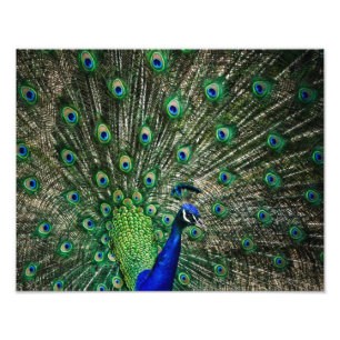 Bright Peacock Photo Print