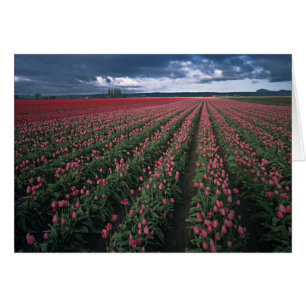 Bright pink and red tulips glow under dark