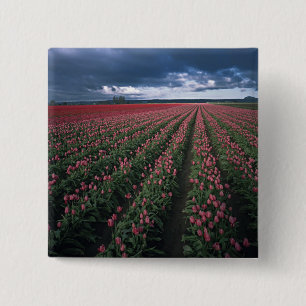 Bright pink and red tulips glow under dark 15 cm square badge