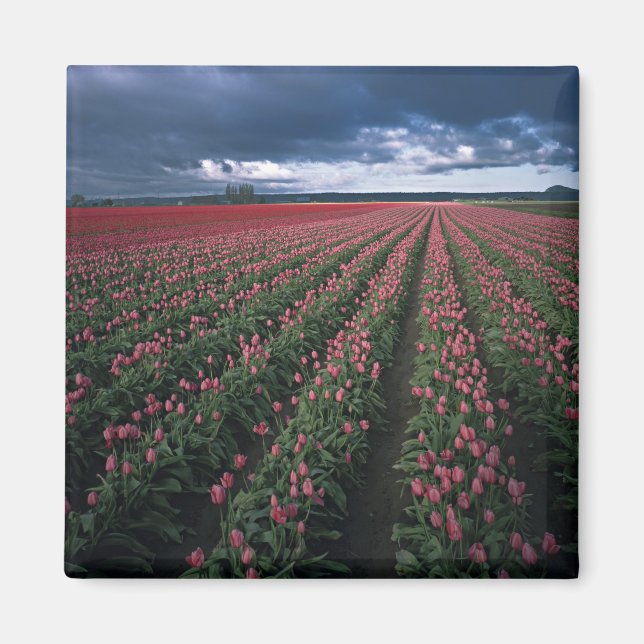 Bright pink and red tulips glow under dark magnet (Front)
