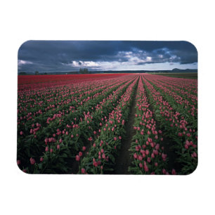 Bright pink and red tulips glow under dark magnet