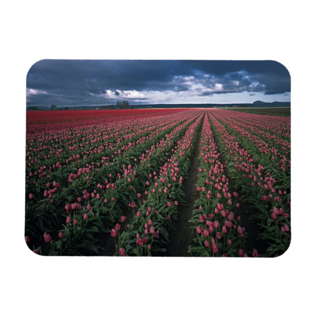 Bright pink and red tulips glow under dark magnet (Horizontal)