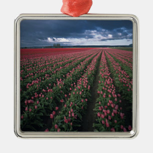 Bright pink and red tulips glow under dark metal tree decoration