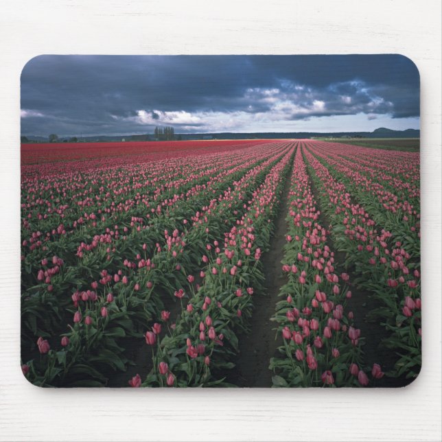 Bright pink and red tulips glow under dark mouse pad (Front)