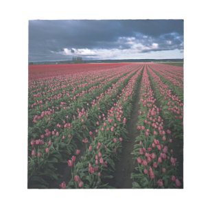 Bright pink and red tulips glow under dark notepad