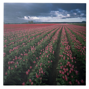 Bright pink and red tulips glow under dark tile