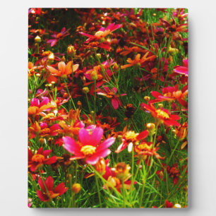 Bright pink and yellow Daisy Wild flowers Plaque