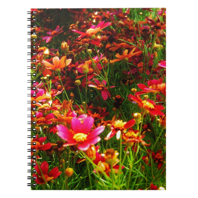 Bright pink and yellow Daisy Wild flowers Spiral Notebook (Front)