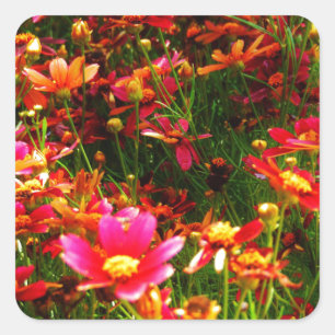 Bright pink and yellow Daisy Wild flowers Square Sticker