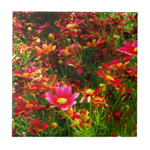 Bright pink and yellow Daisy Wild flowers Tile