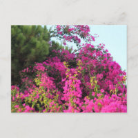 Bright Pink Bougainvillea Photo