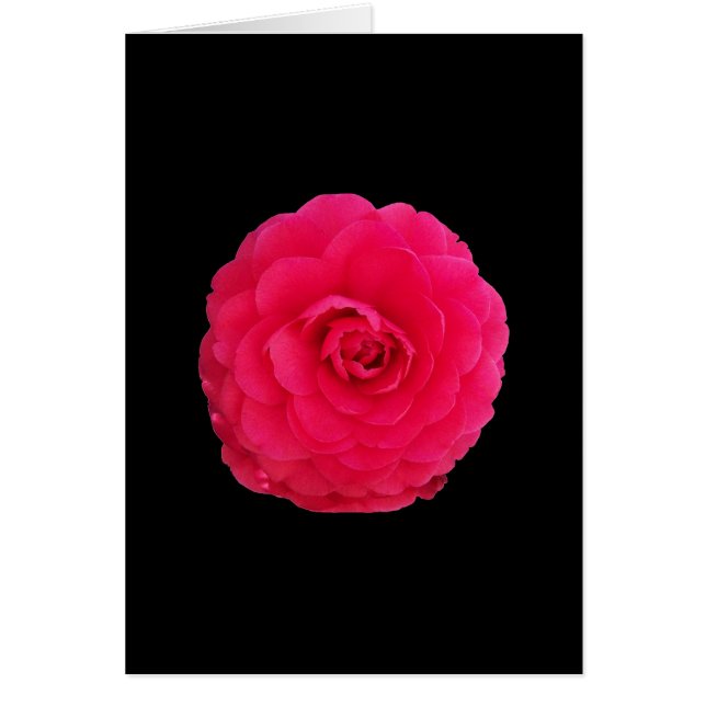 Bright Pink Camellia (Front)