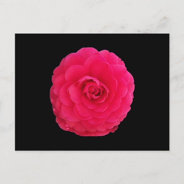 Bright Pink Camellia Postcard (Front)