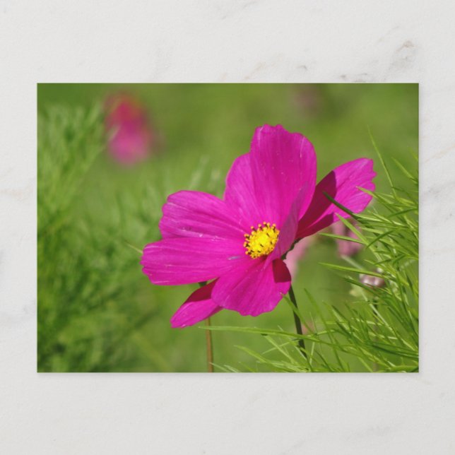 Bright Pink Cosmea Flower DIY Postcard (Front)