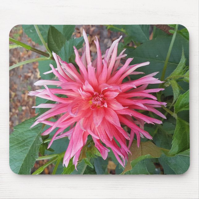 Bright pink Dahlia flower. Mouse Pad (Front)