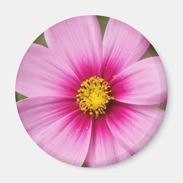 bright pink daisy magnet (Front)