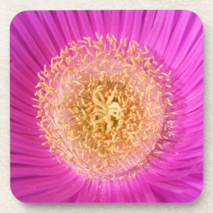 Bright Pink Flower Coasters