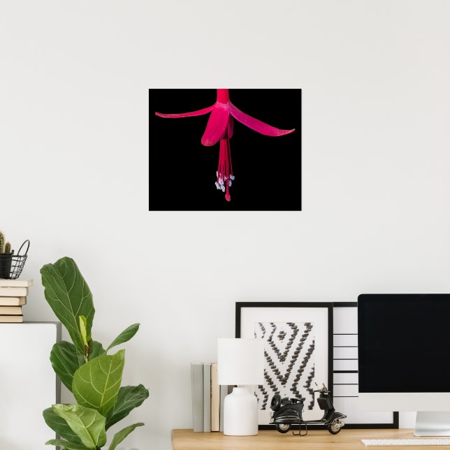 Bright Pink Fuchsia Flower on Black Poster (Home Office)