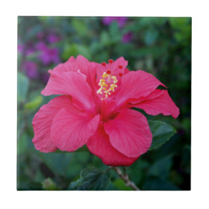 Bright Pink Hibiscus Photo Tile