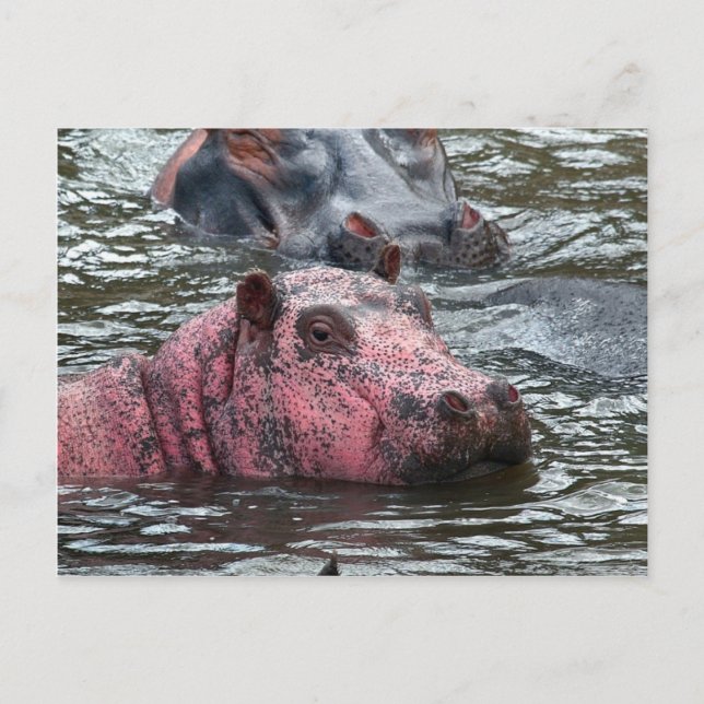 Bright Pink Hippo Postcard (Front)