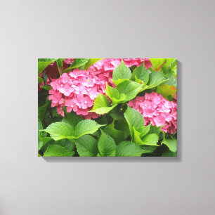 Bright Pink Hydrangeas Canvas Print