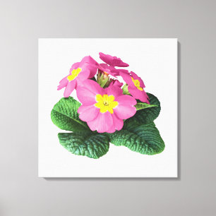 Bright Pink Primroses Canvas Print