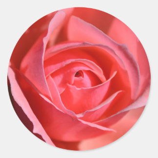 Bright Pink Rose Stickers