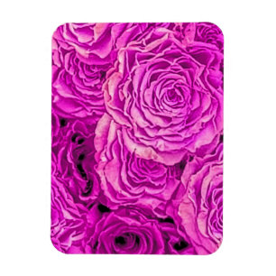 Bright Pink Roses Magnet