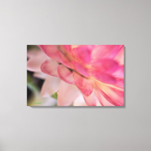 Bright Pink Strawflower Canvas Print
