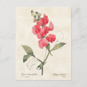Bright Pink Sweet Pea Vintage Botanical Postcard