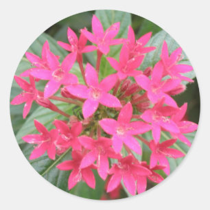 Bright Pink Tropical Flowers Stickers