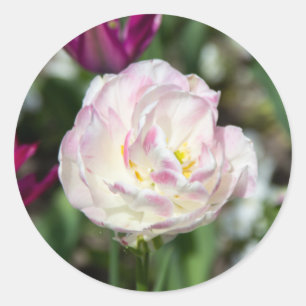 Bright pink tulips on a sunny day classic round sticker